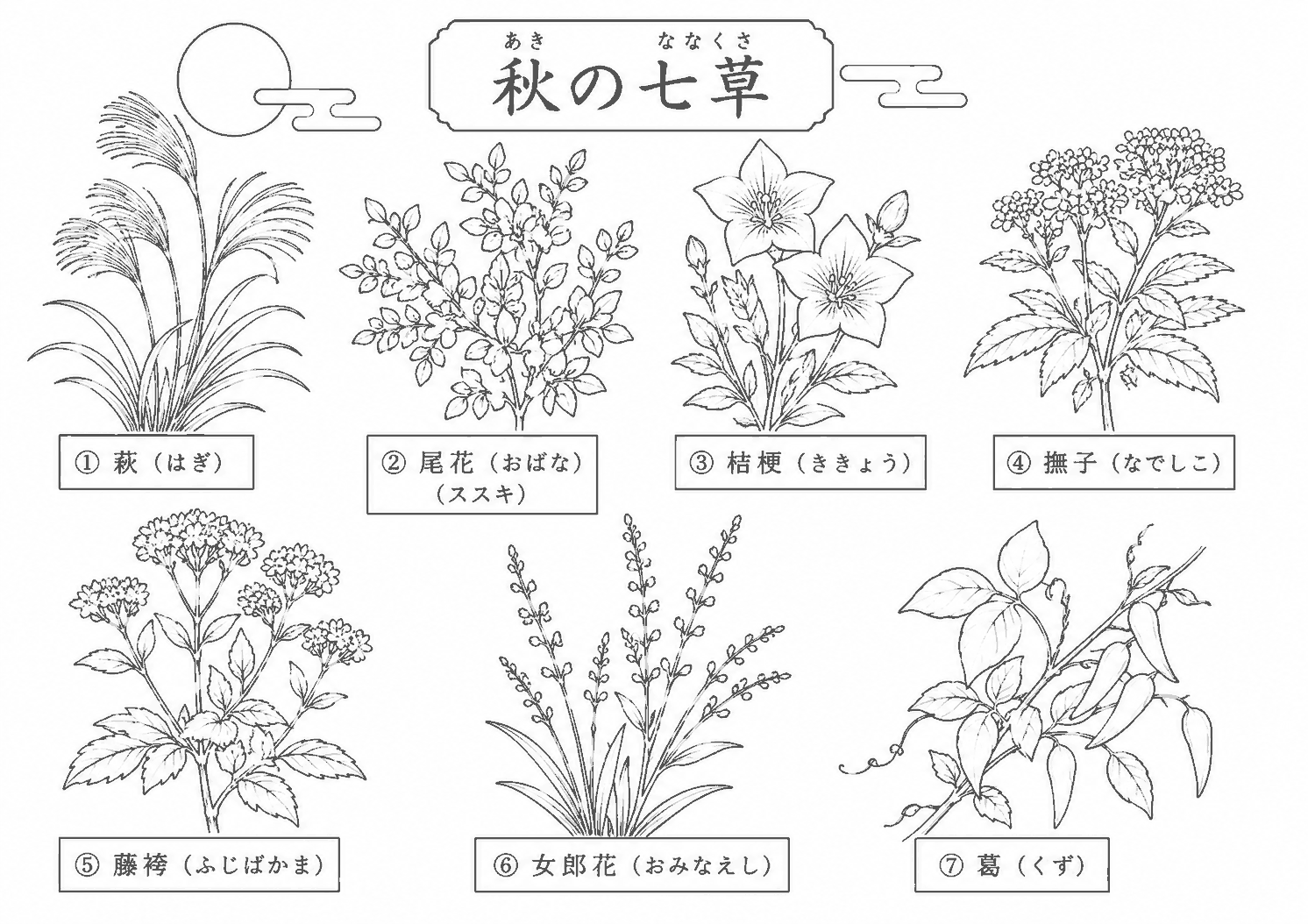 秋の七草 塗り絵