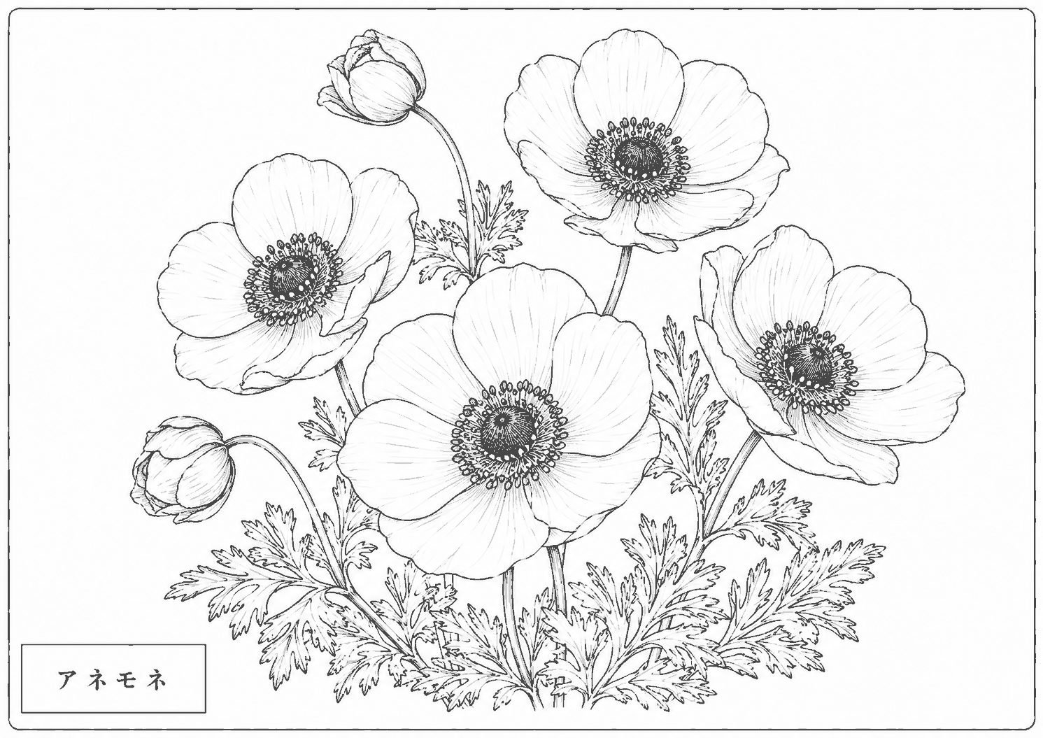 アネモネ 塗り絵