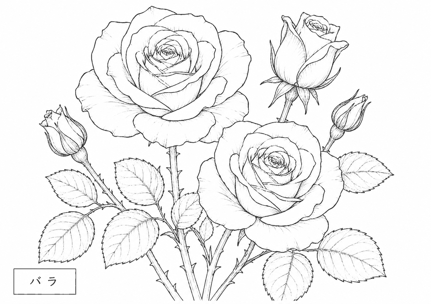 バラ 塗り絵