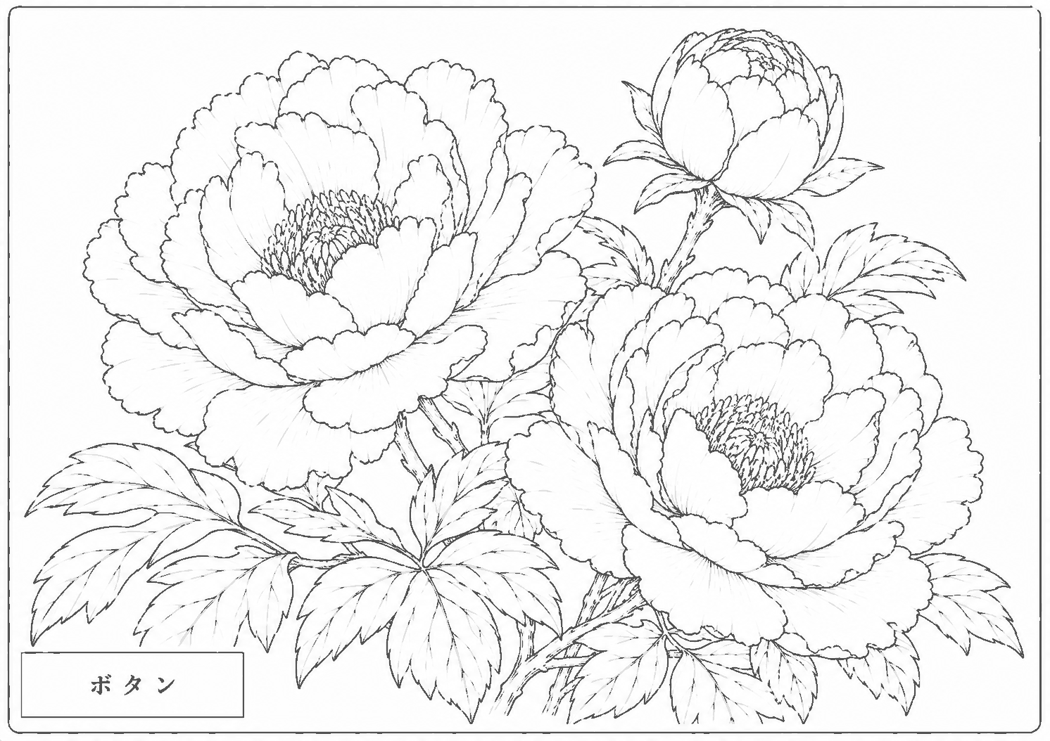 ボタン 塗り絵
