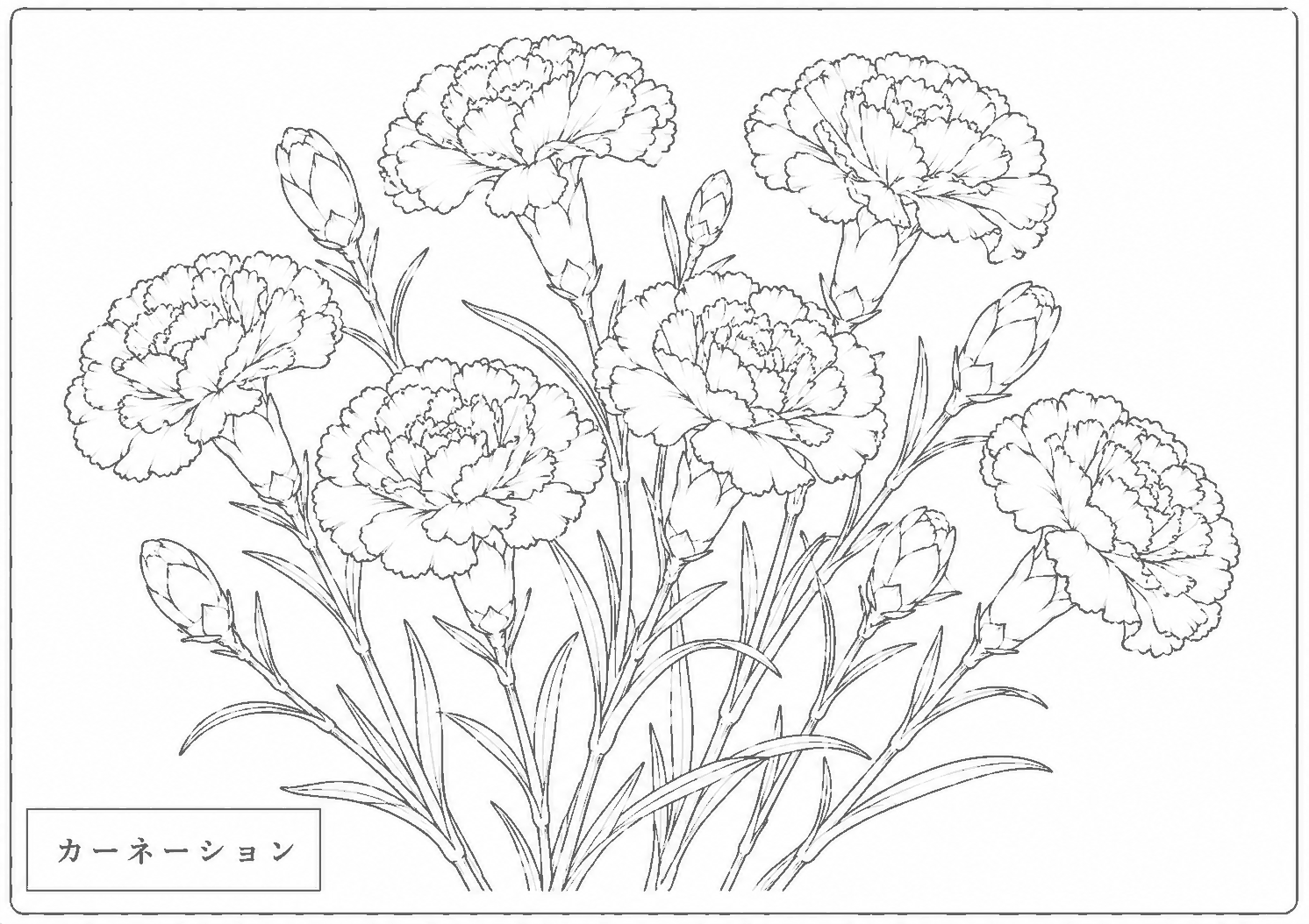 カーネーション 塗り絵