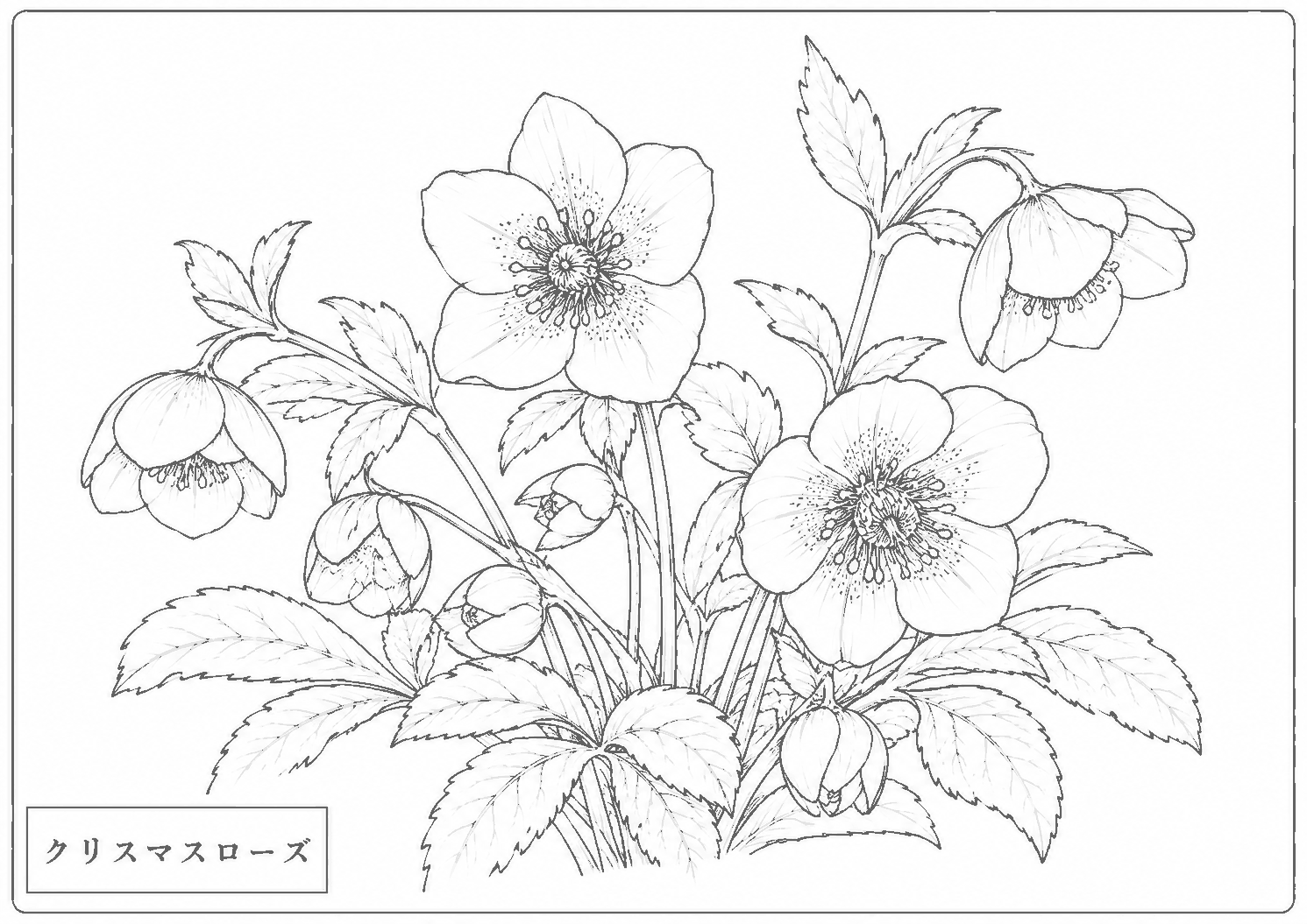 クリスマスローズ 塗り絵