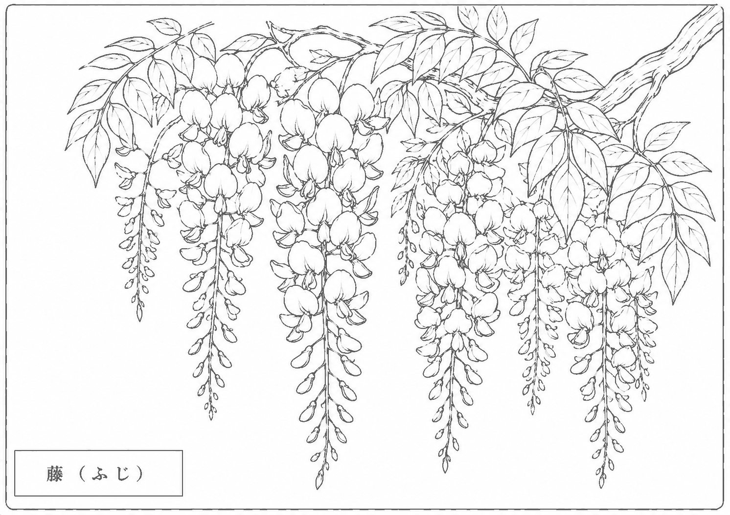 藤 塗り絵