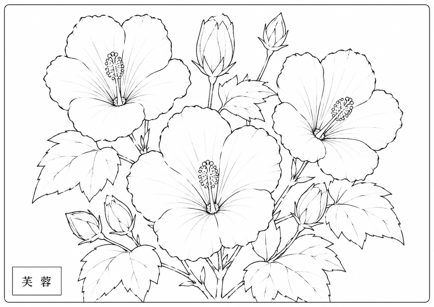 芙蓉 塗り絵
