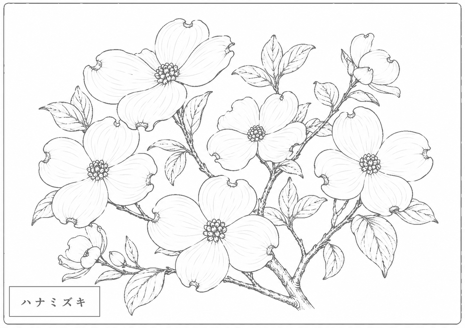 ハナミズキ 塗り絵