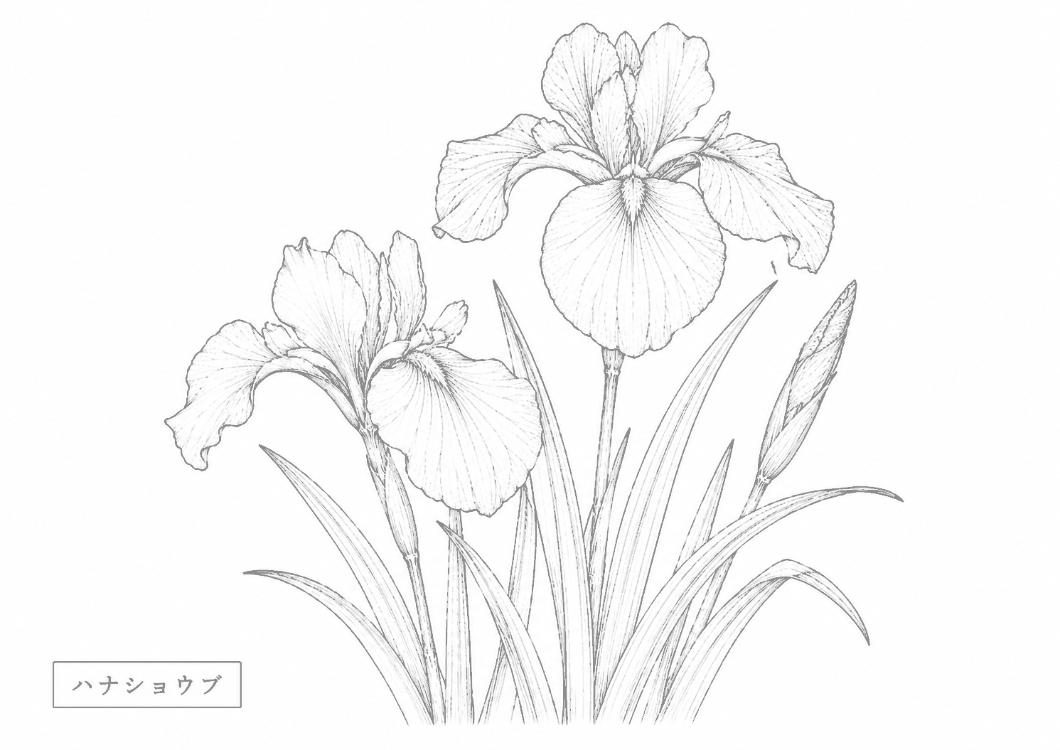 ハナショウブ 塗り絵