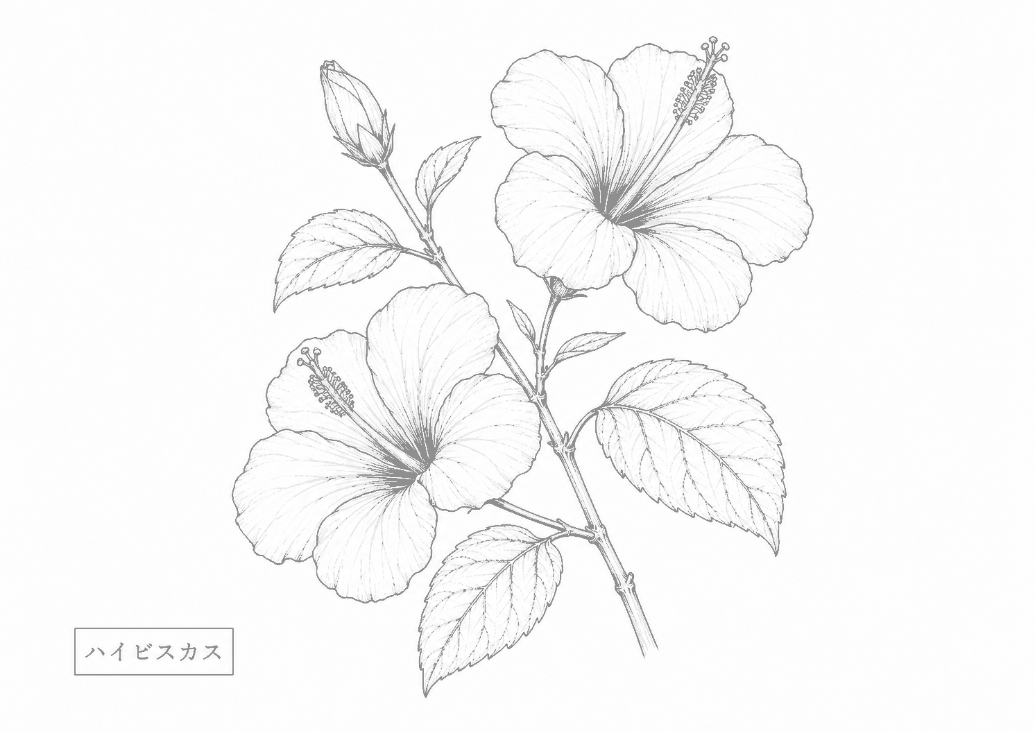 ハイビスカス 塗り絵