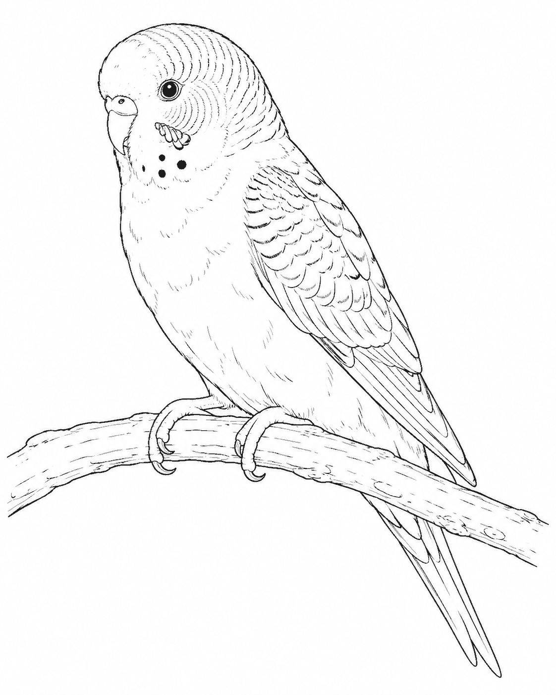 インコ 塗り絵
