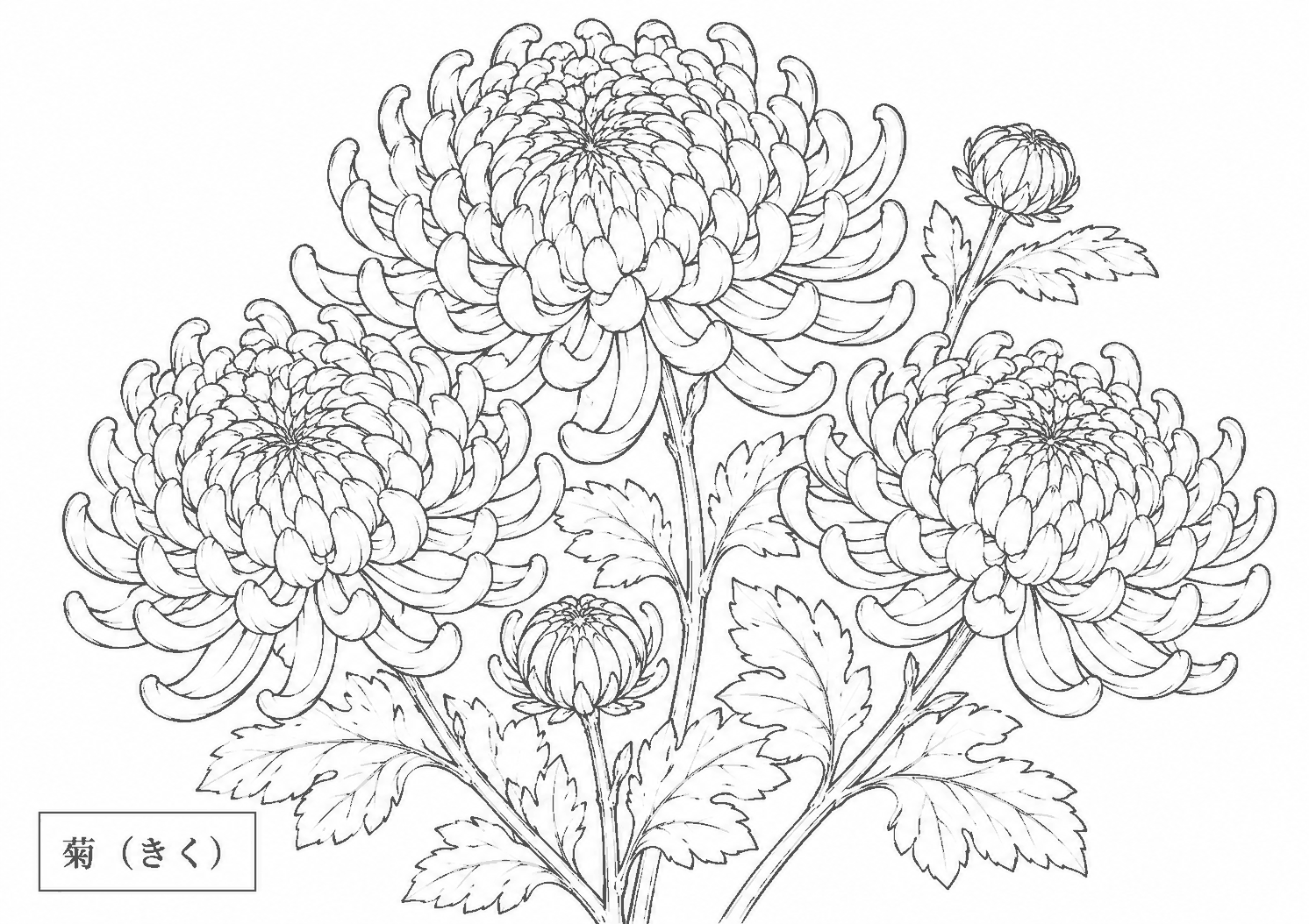 菊 塗り絵