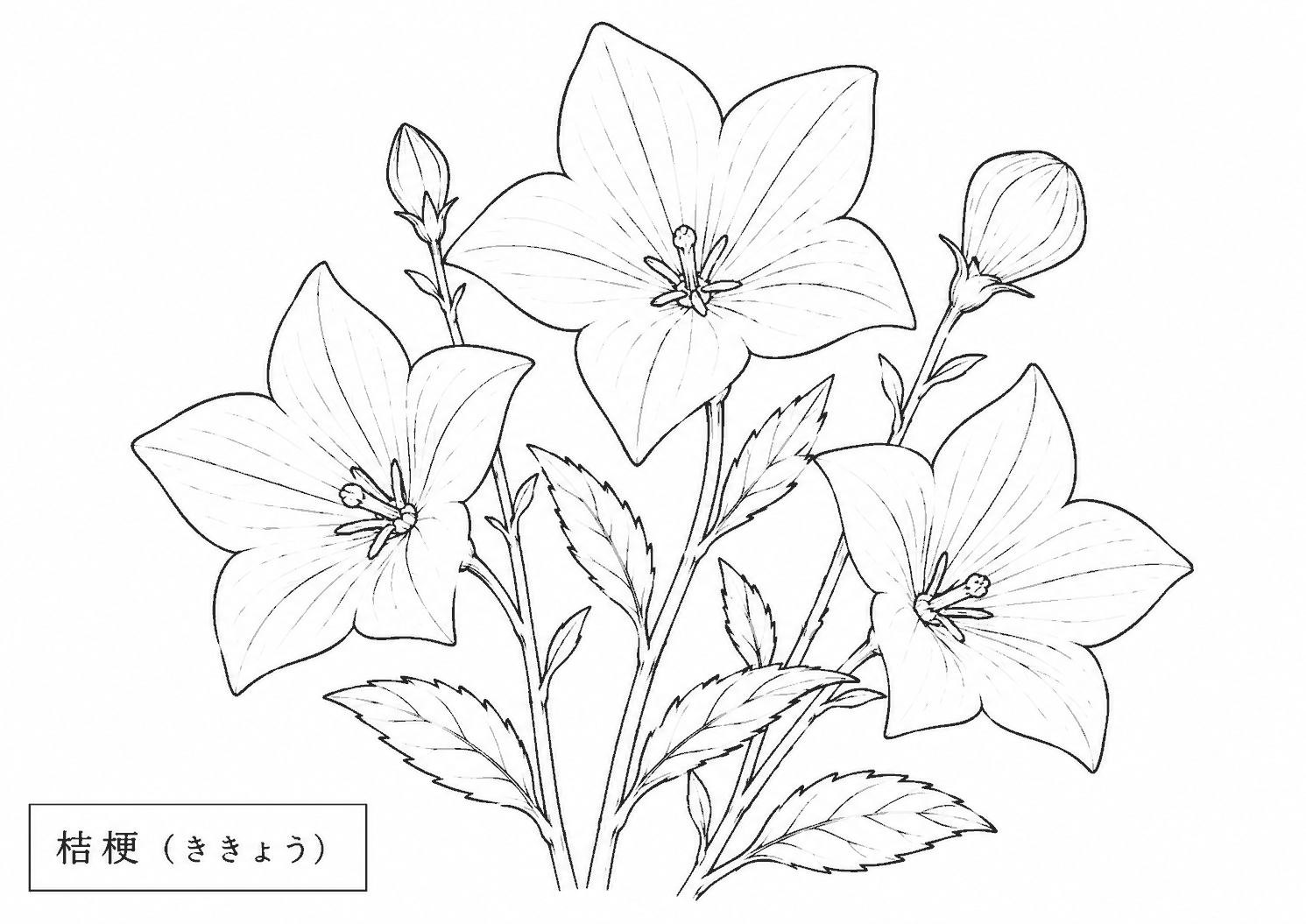 桔梗 塗り絵