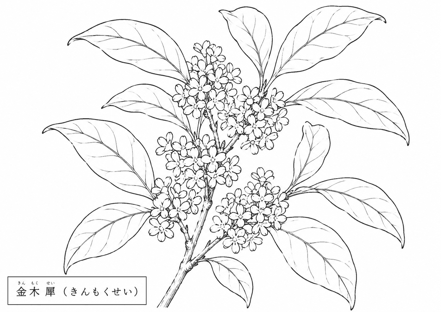 きんもくせい 塗り絵
