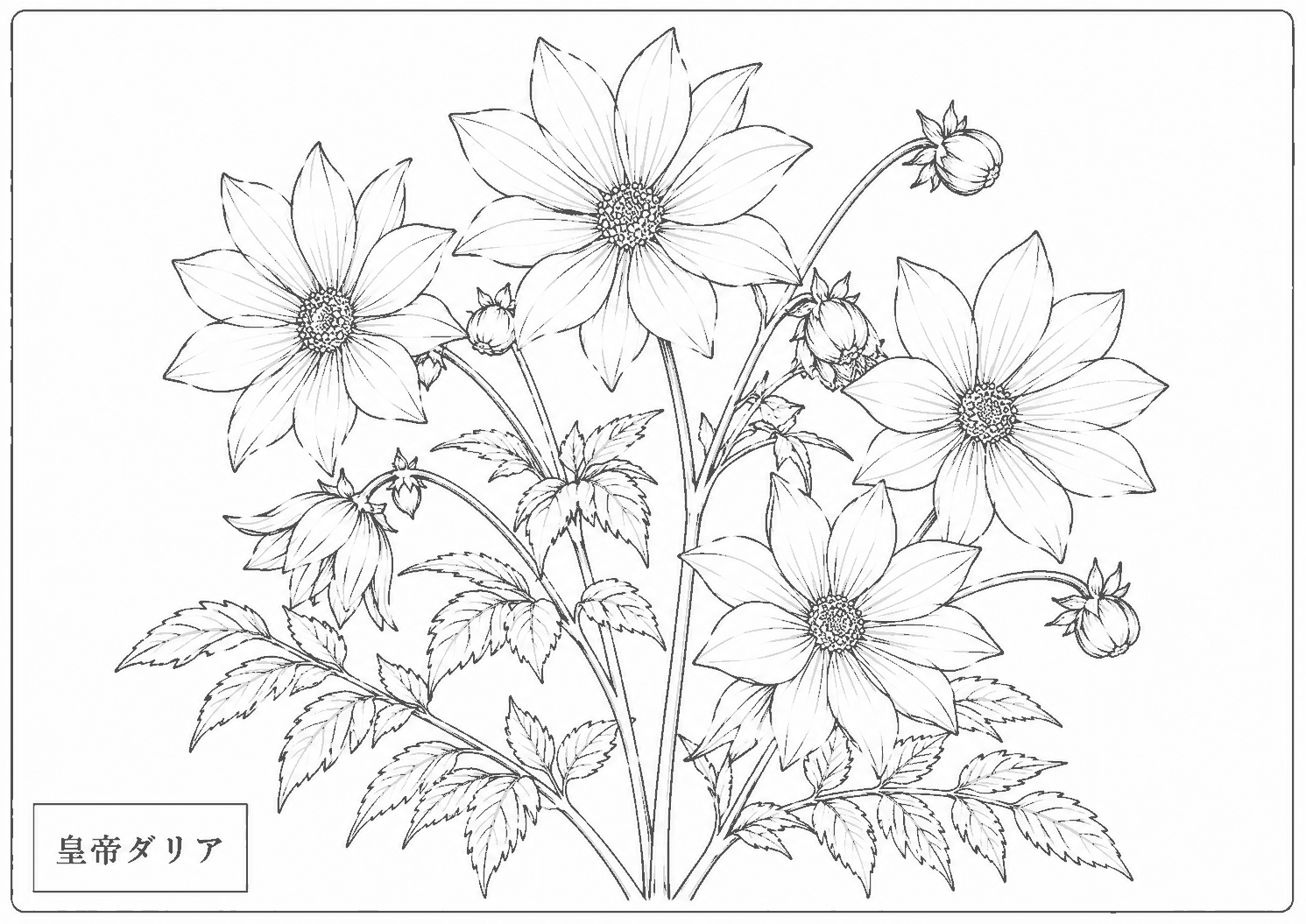 皇帝ダリア 塗り絵