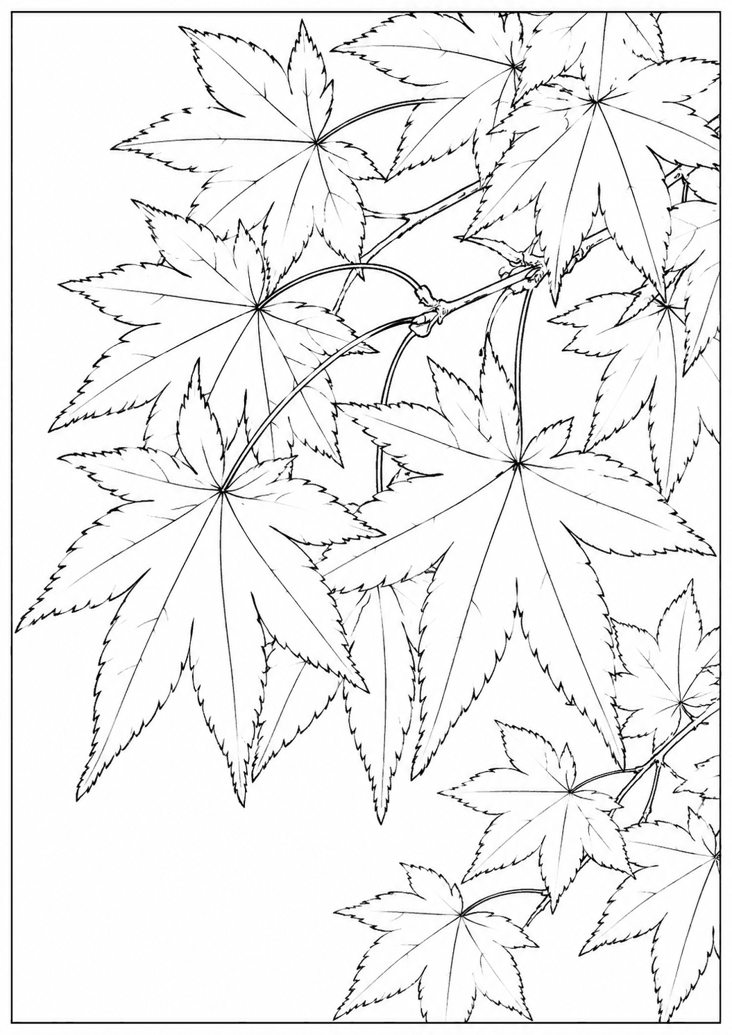 紅葉 塗り絵
