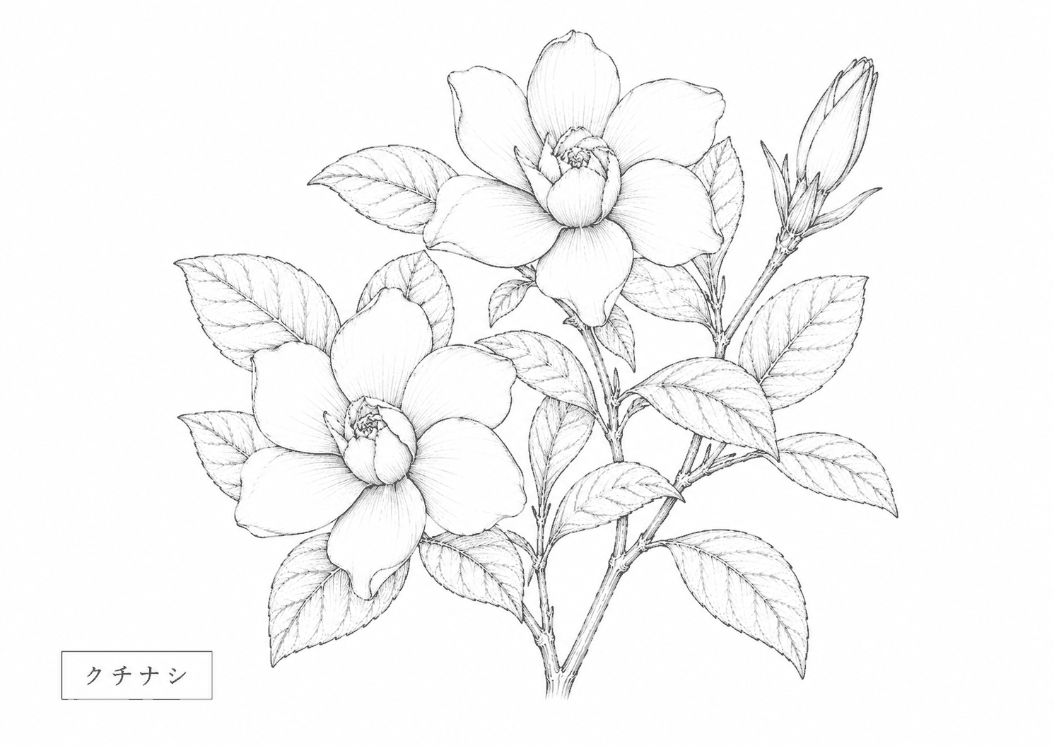 クチナシ 塗り絵