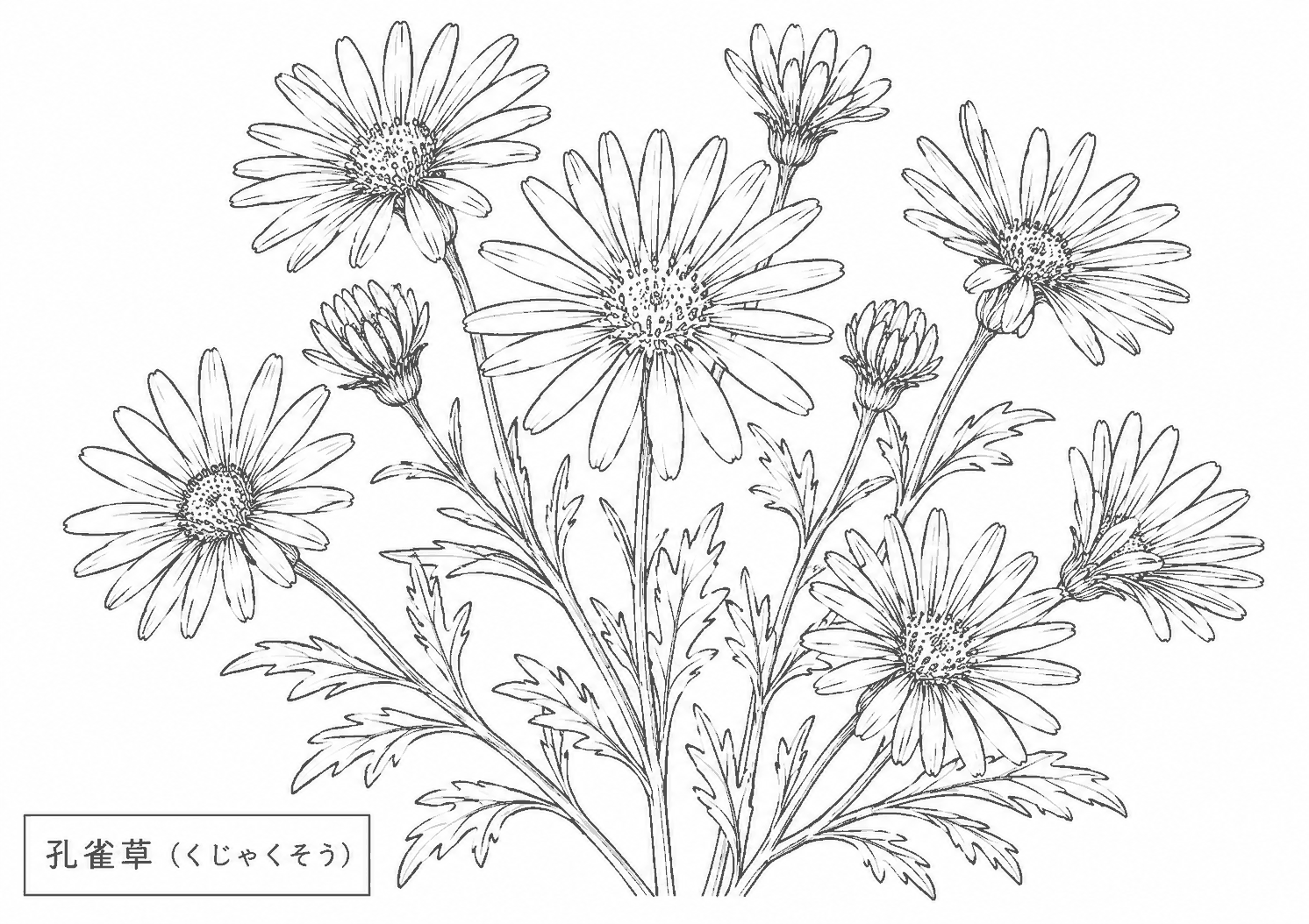 孔雀草 塗り絵