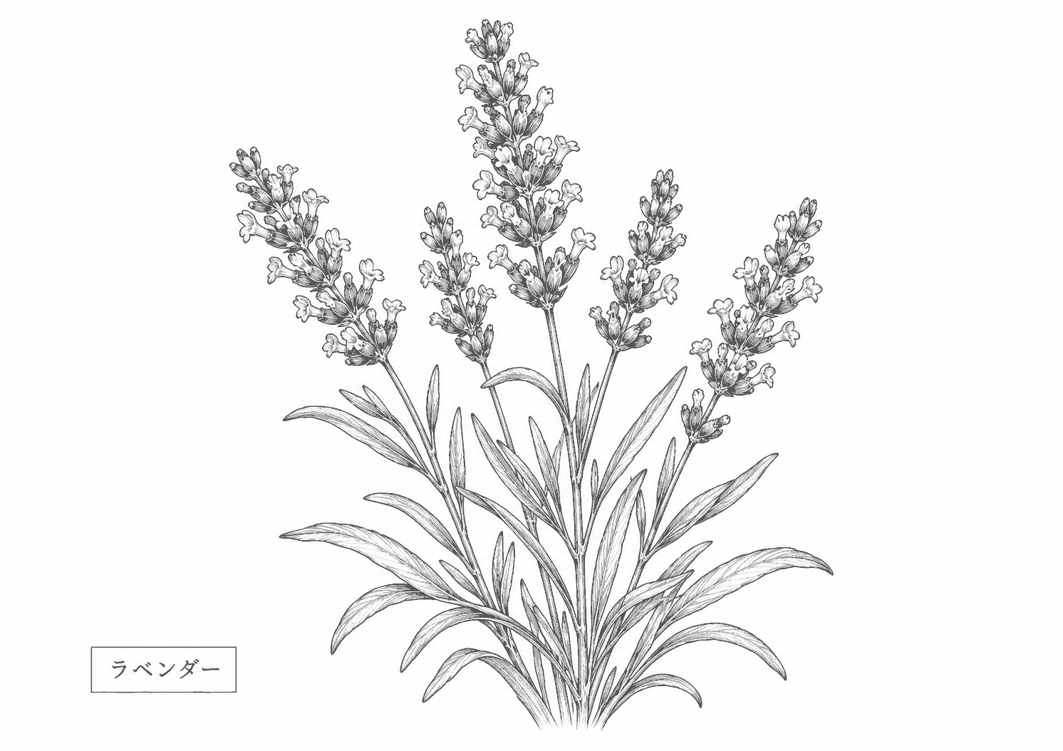ラベンダー 塗り絵