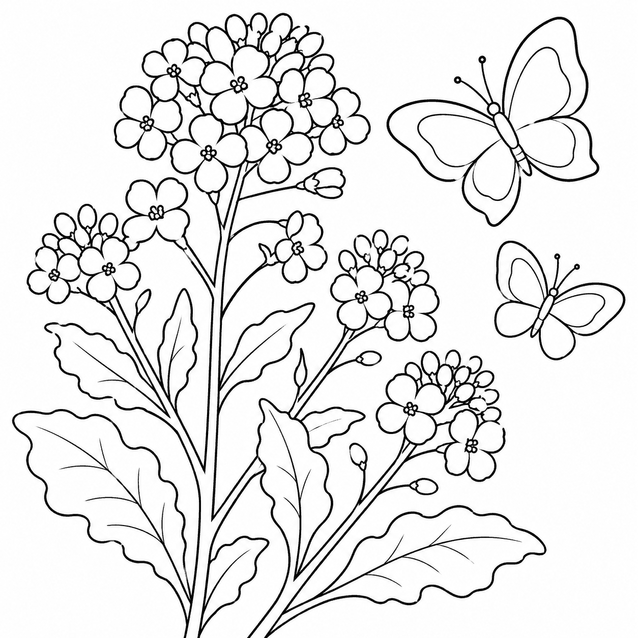 菜の花と蝶 塗り絵