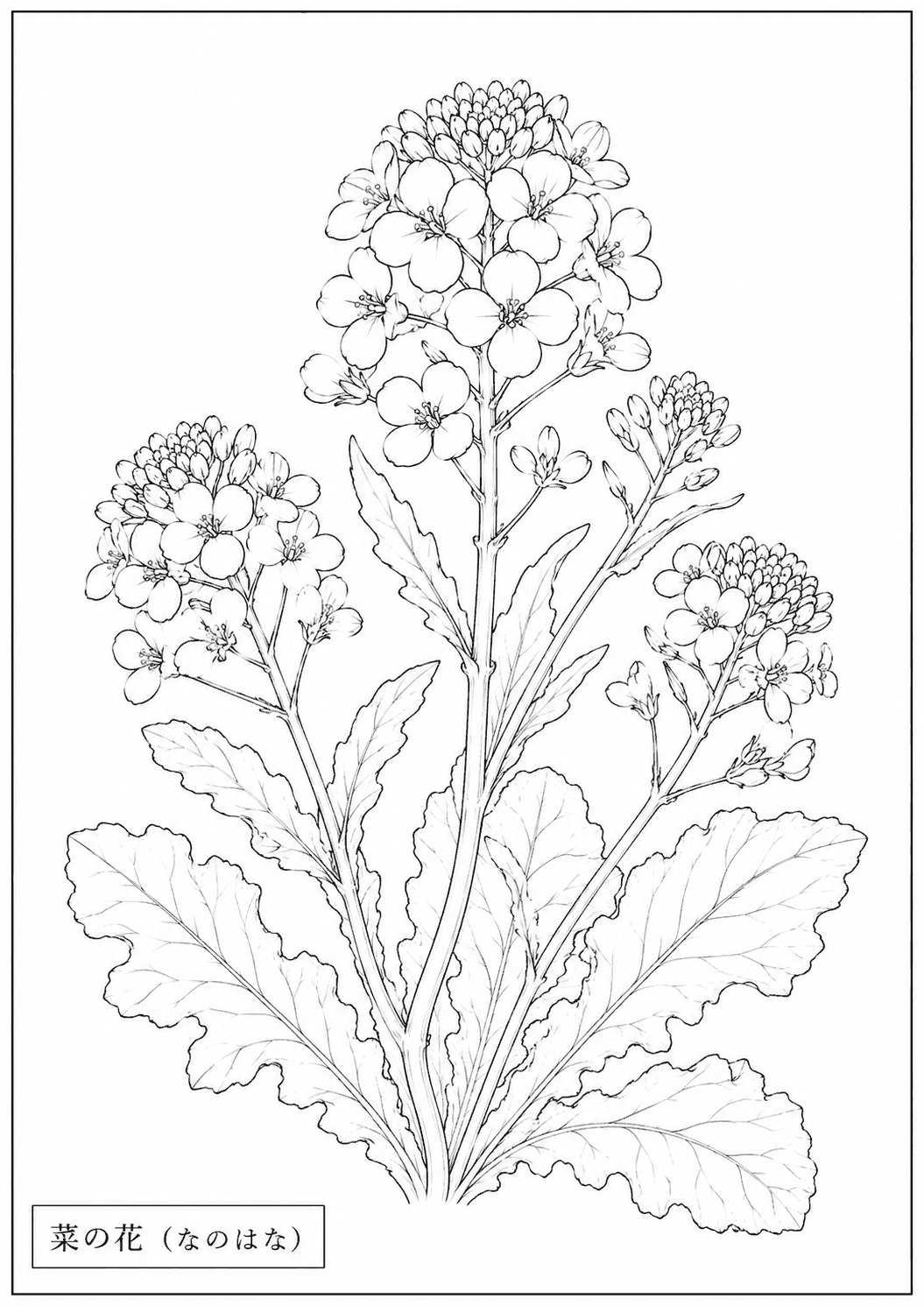菜の花 塗り絵