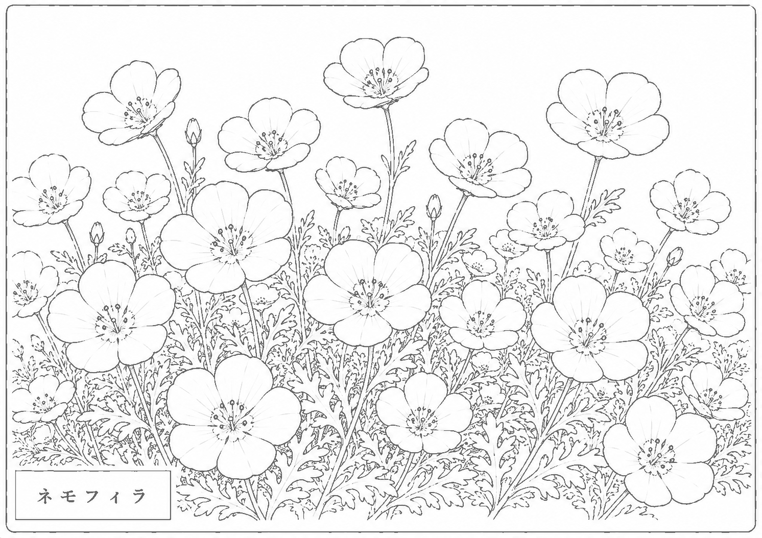 ネモフィラ 塗り絵
