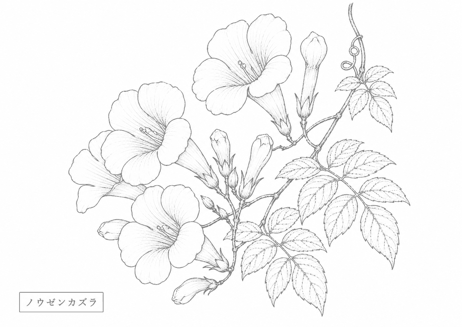 ノウゼンカズラ 塗り絵