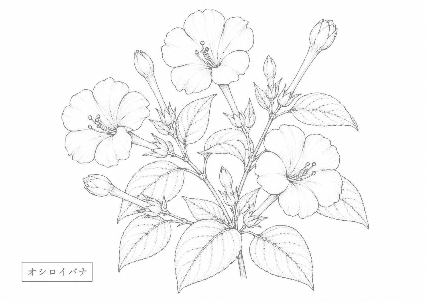 オシロイバナ 塗り絵