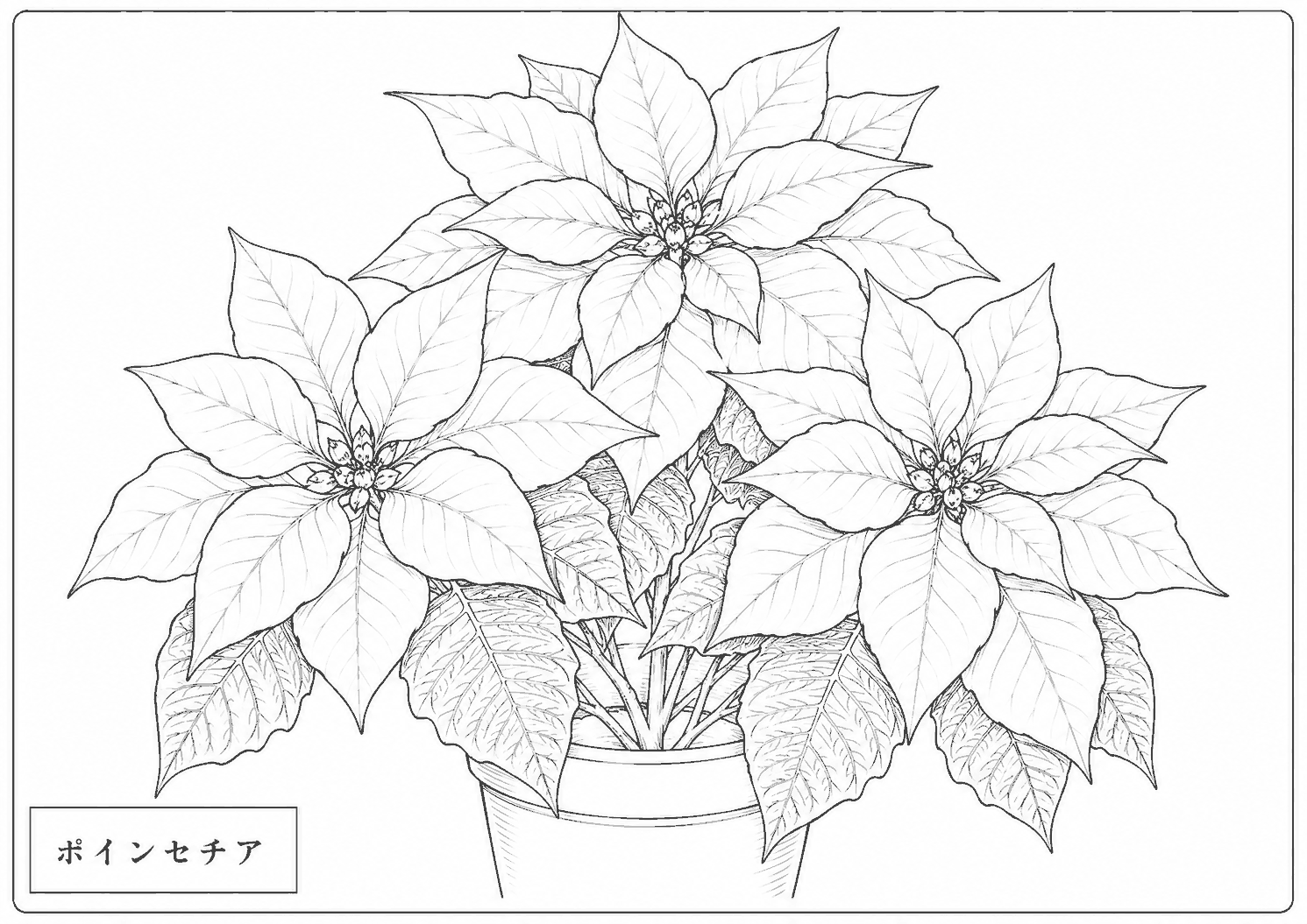 ポインセチア 塗り絵