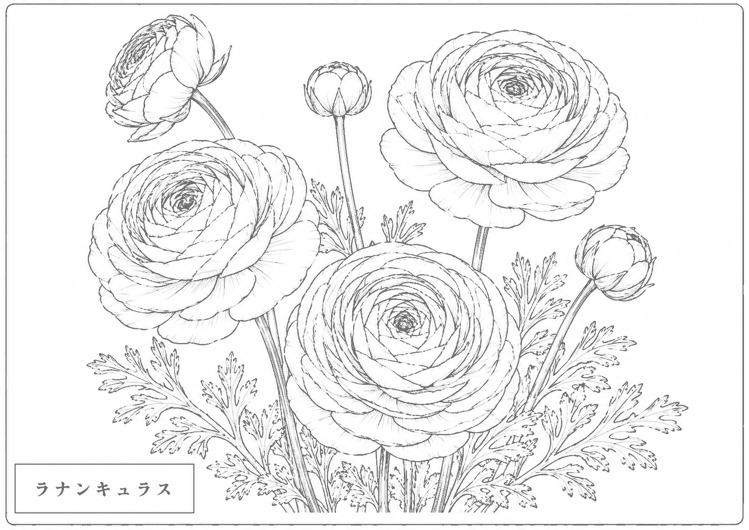 ラナンキュラス 塗り絵