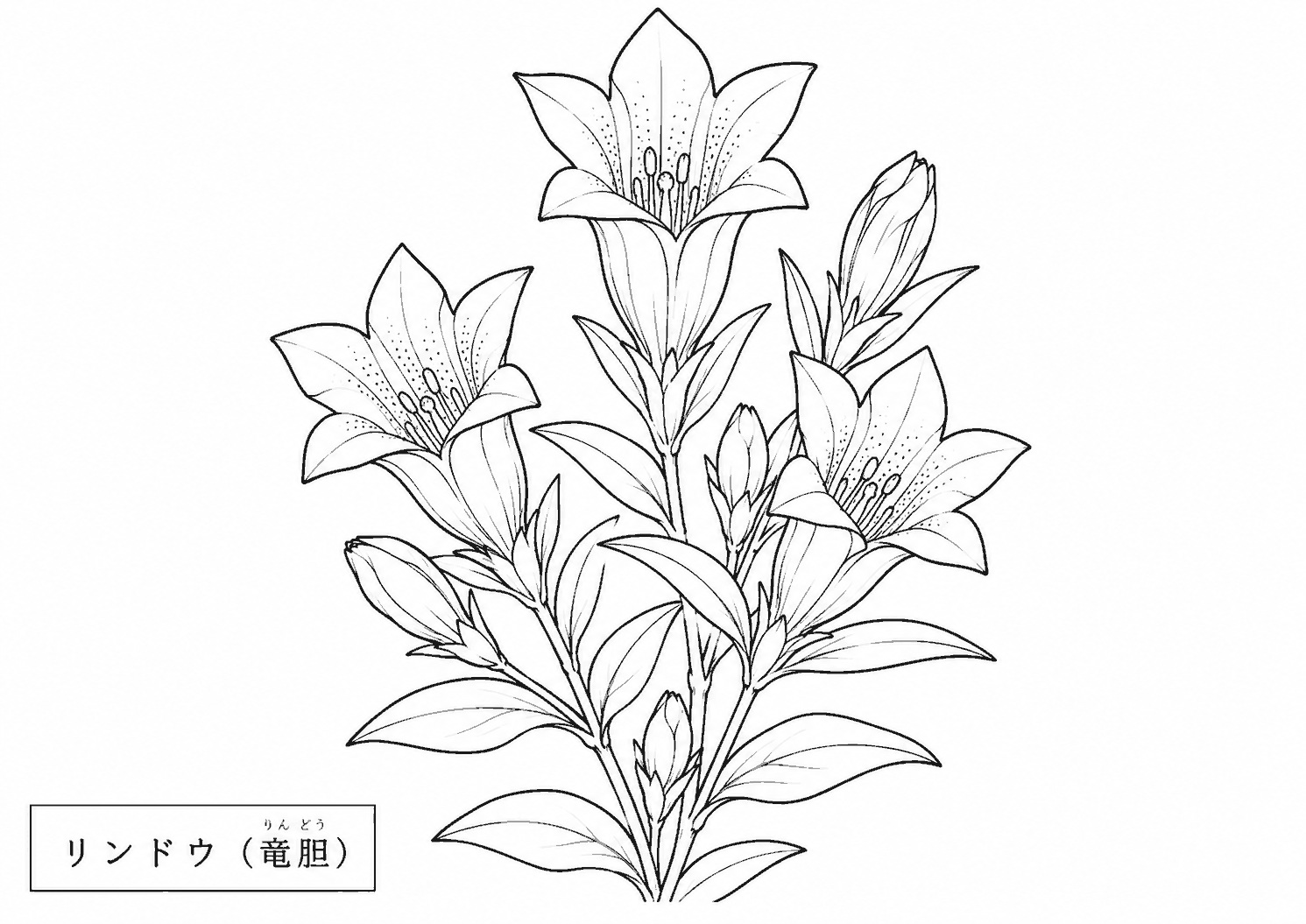 リンドウ 塗り絵