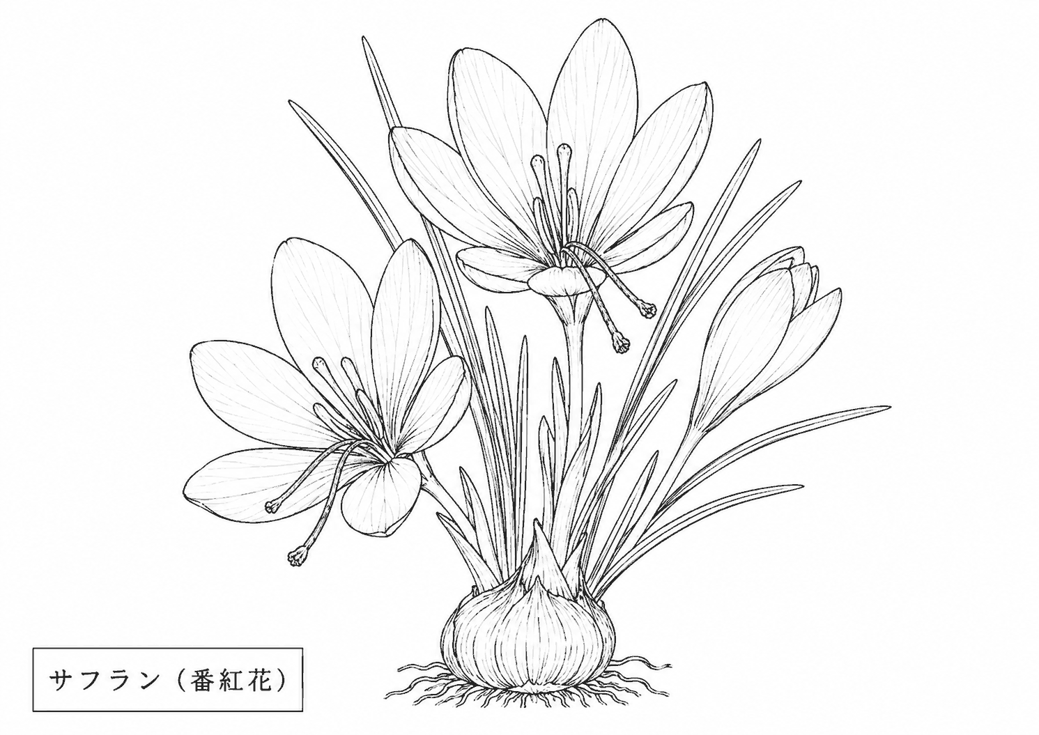 サフラン 塗り絵