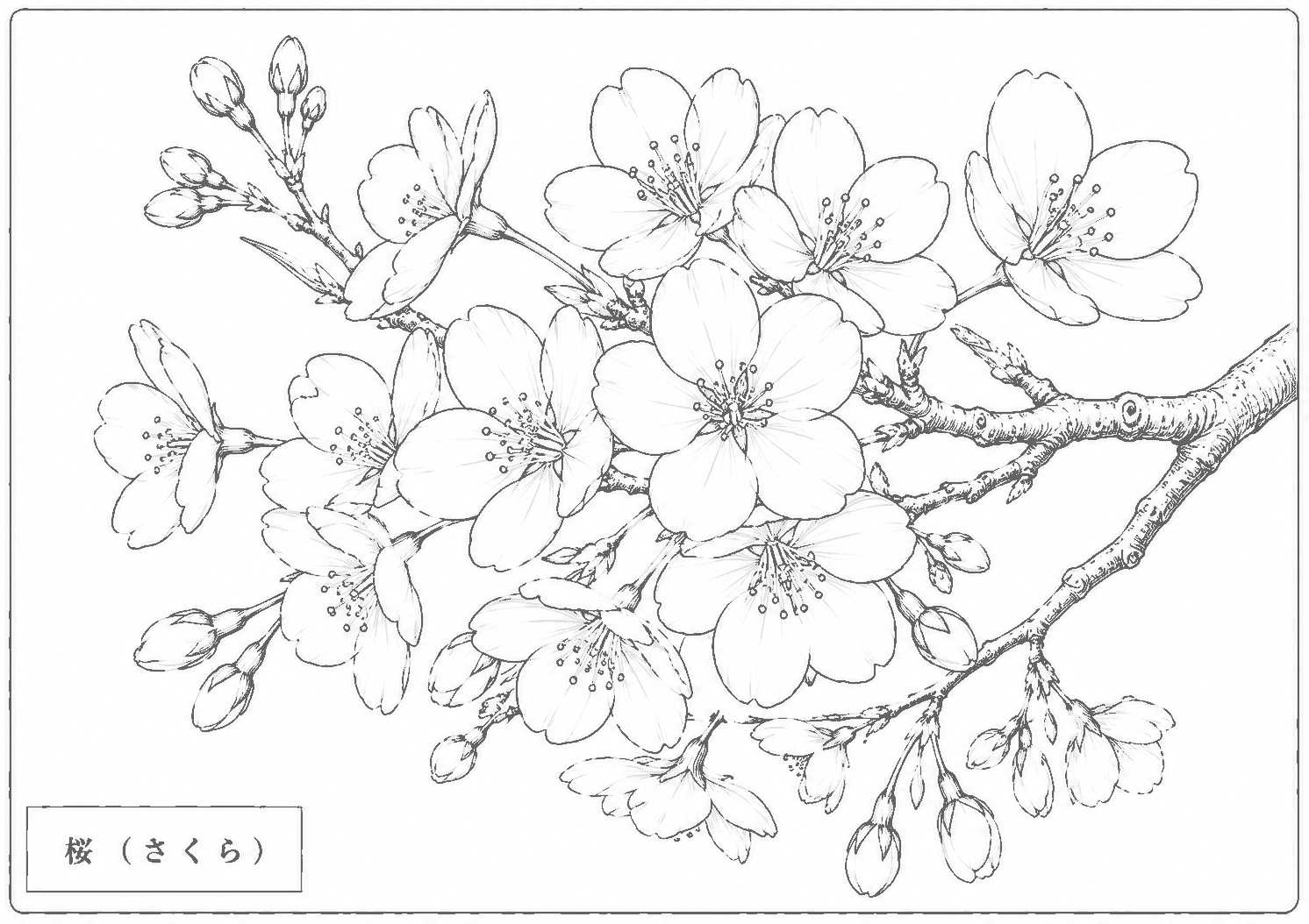 桜 塗り絵
