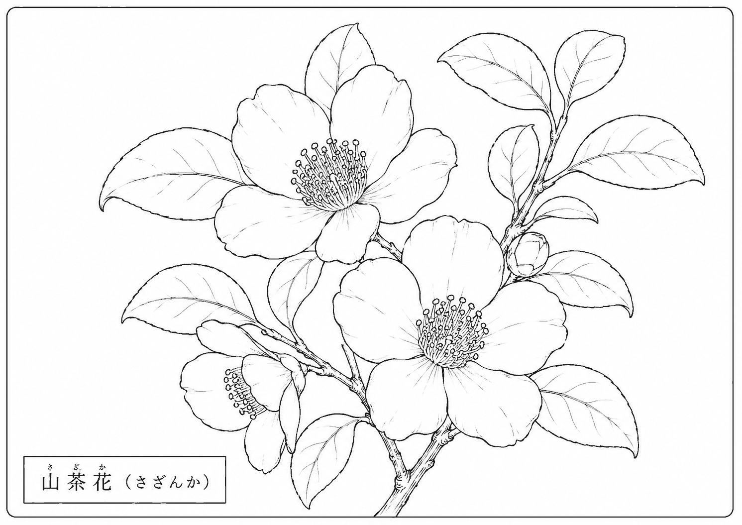 山茶花 塗り絵
