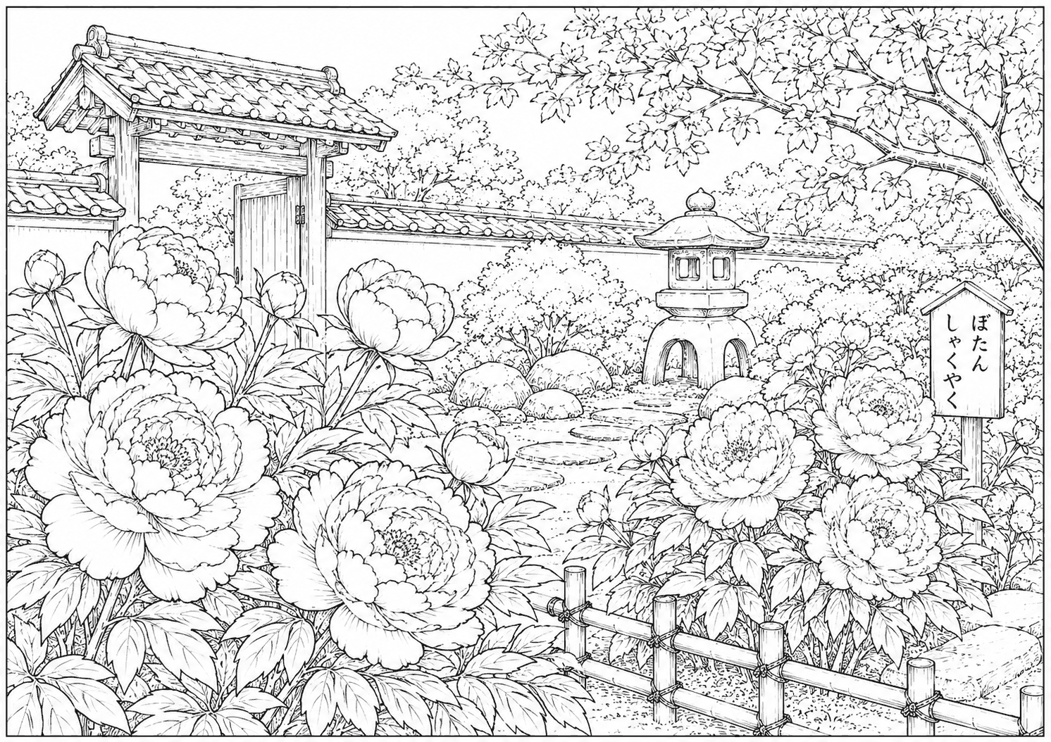 芍薬と牡丹 塗り絵