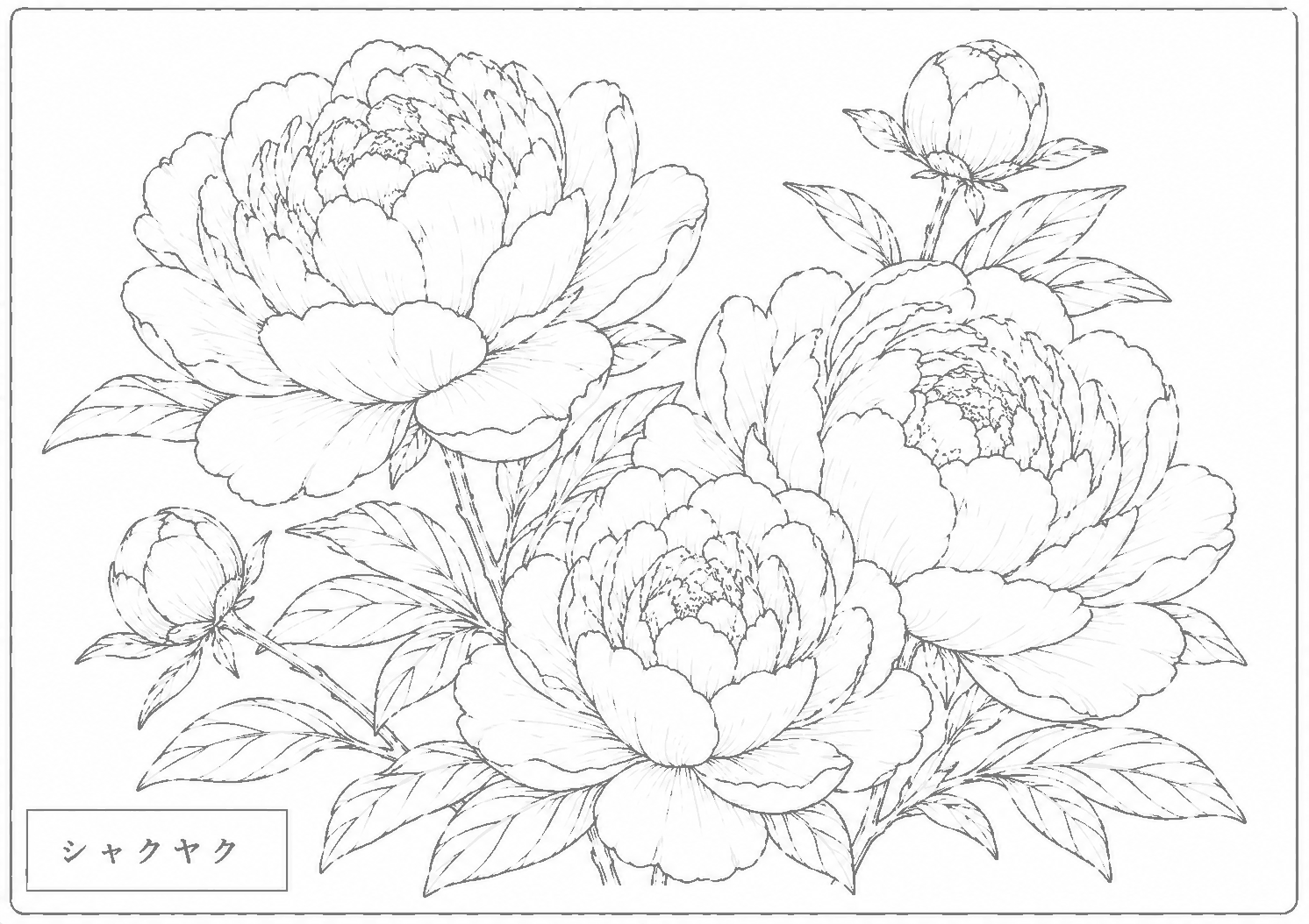 シャクヤク 塗り絵