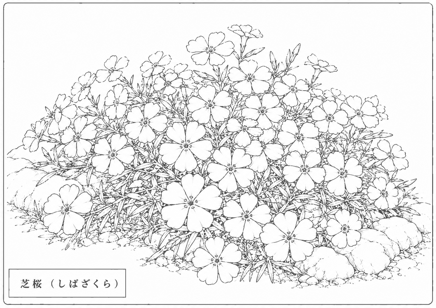 芝桜 塗り絵