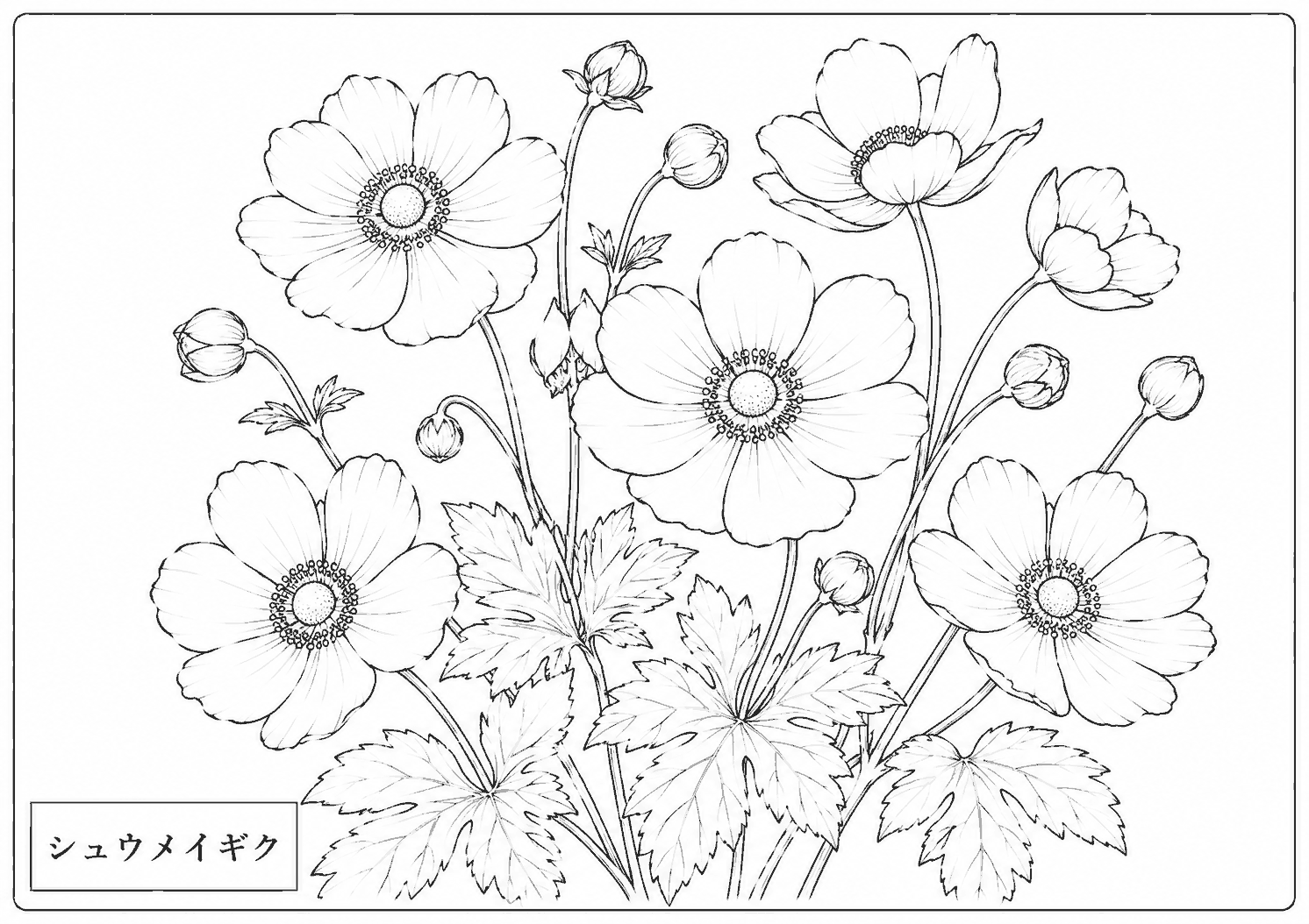 シュウメイギク 塗り絵