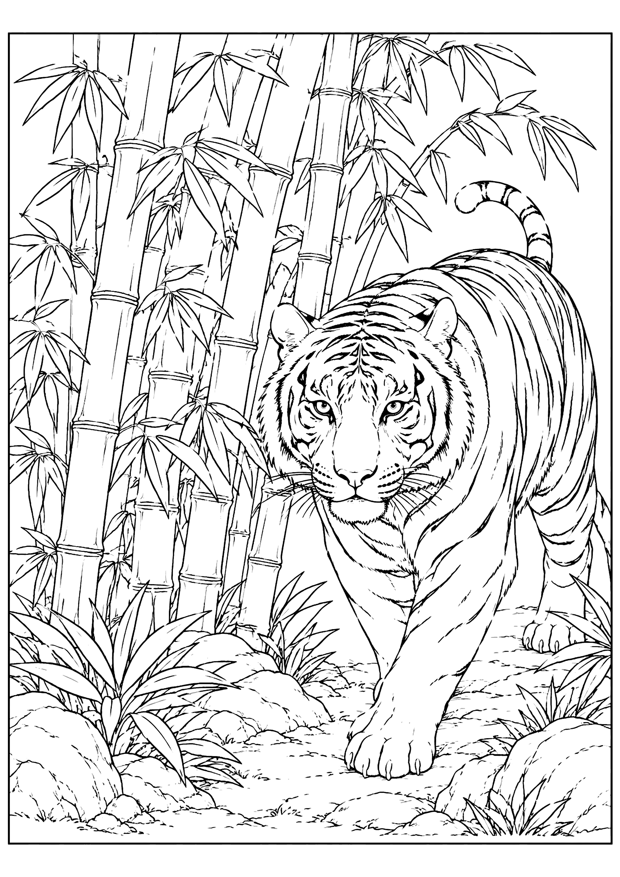 虎 塗り絵