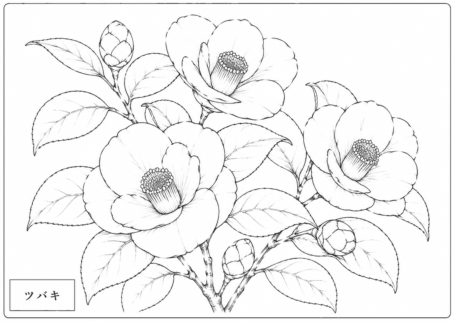ツバキ 塗り絵