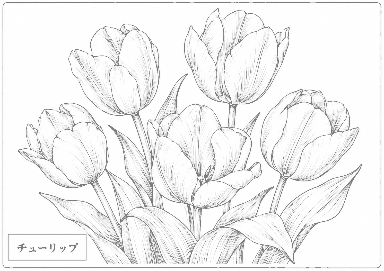 チューリップ 塗り絵