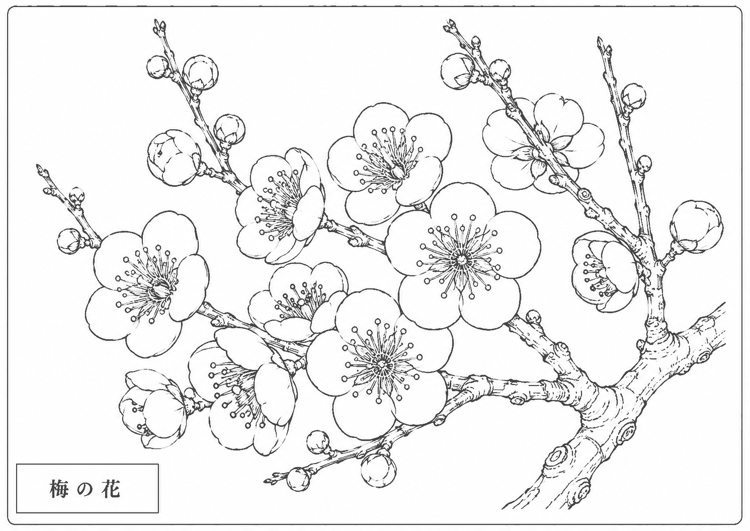 梅の花 塗り絵