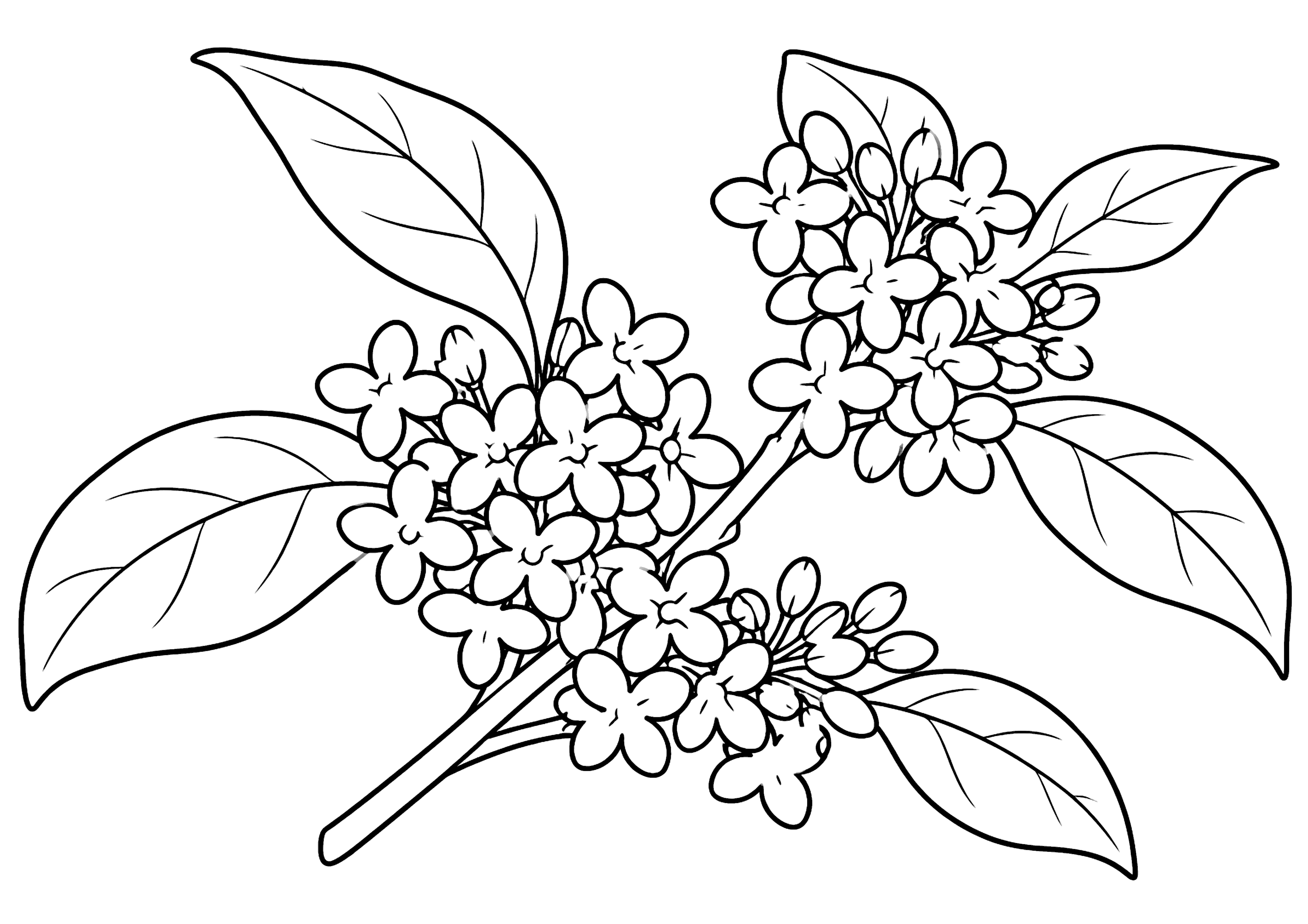 きんもくせい 塗り絵